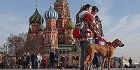 Усы, лапы, хвост